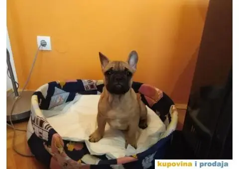 Francuski buldog stenci - 1/5