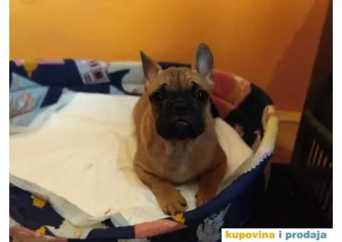 Francuski buldog stenci - 2/5