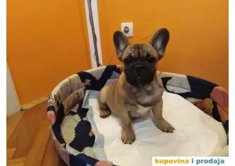 Francuski buldog stenci - 3/5