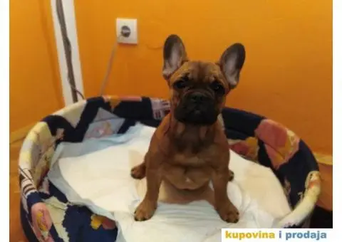 Francuski buldog stenci - 4/5