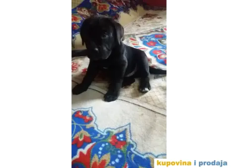 Kane korso stenci - 1/6