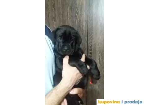 Kane korso stenci - 2/6