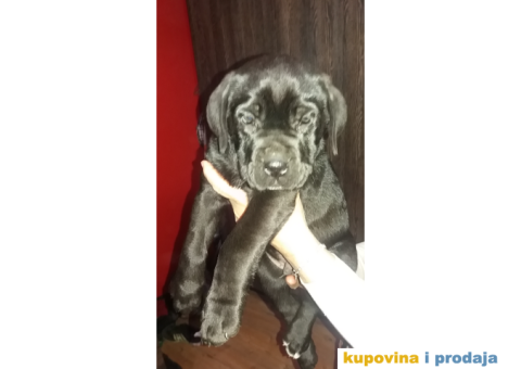 Kane korso stenci - 3/6