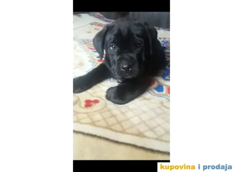 Kane korso stenci - 4/6