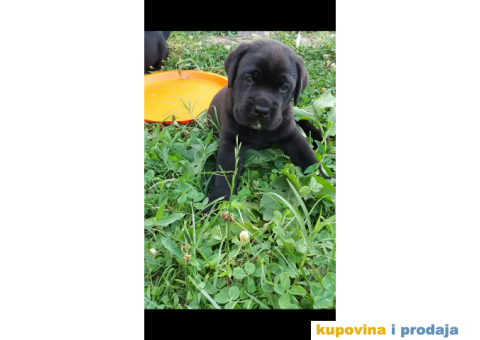 Kane korso stenci - 5/6