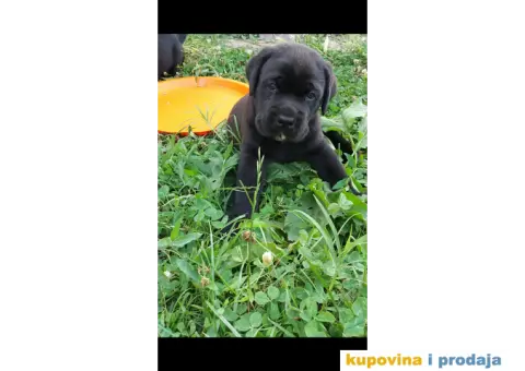 Kane korso stenci - 5/6