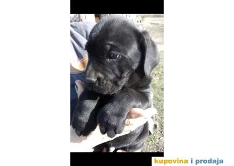 Kane korso stenci - 6/6