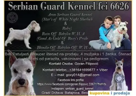 Beli Patuljasti Šnaucer - 1/10