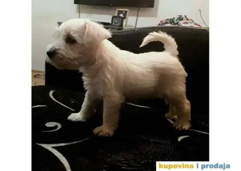 Beli Patuljasti Šnaucer - 2/10