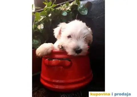 Beli Patuljasti Šnaucer - 3/10