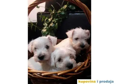 Beli Patuljasti Šnaucer - 4/10