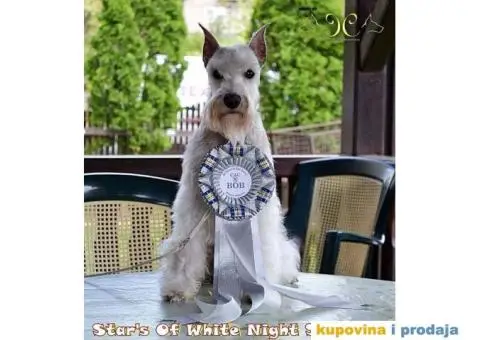 Beli Patuljasti Šnaucer - 5/10