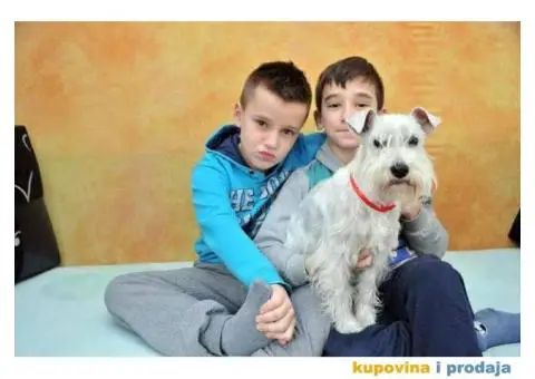 Beli Patuljasti Šnaucer - 6/10