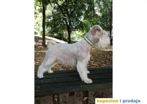 Beli Patuljasti Šnaucer - 7/10