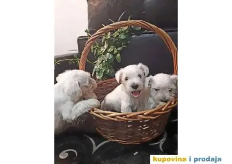 Beli Patuljasti Šnaucer - 8/10