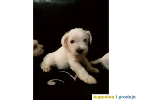 Beli Patuljasti Šnaucer - 9/10