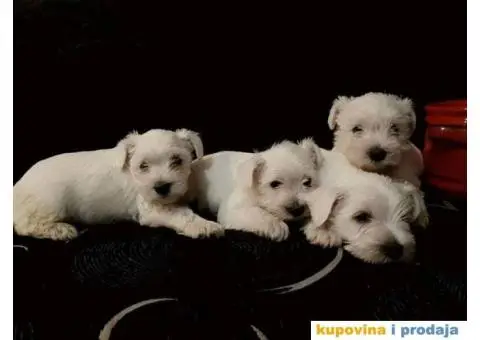 Beli Patuljasti Šnaucer - 10/10