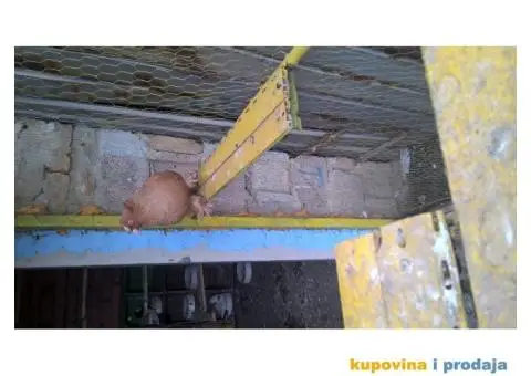 nemački dvocubi dobosari