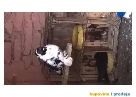 nemački dvocubi dobosari - 2/2