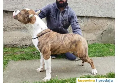 Americki staford muško stene - 1/4