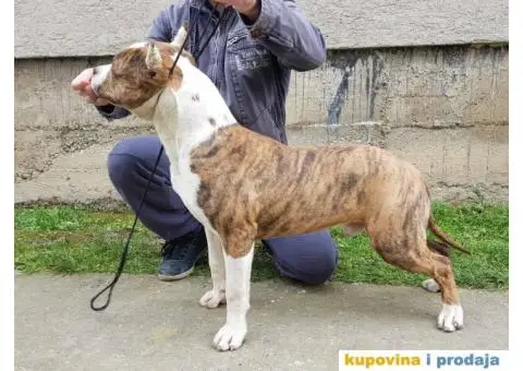 Americki staford muško stene - 2/4