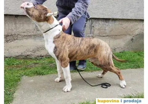 Americki staford muško stene - 3/4