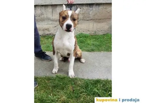 Americki staford muško stene - 4/4