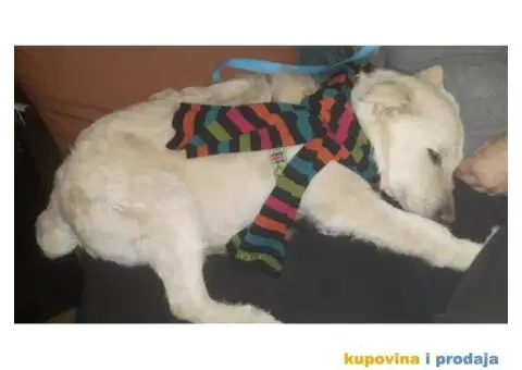 KODY - bela puslica traži dom - 1/4