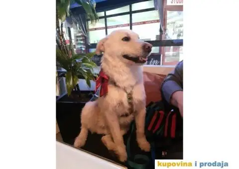 KODY - bela puslica traži dom - 2/4