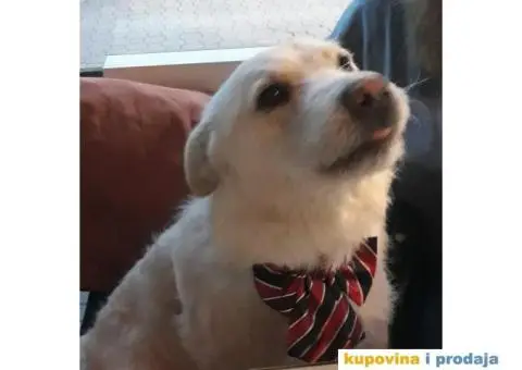 KODY - bela puslica traži dom - 3/4