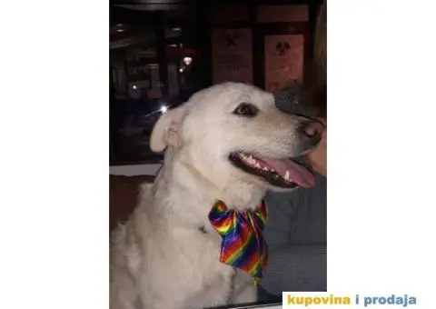 KODY - bela puslica traži dom - 4/4