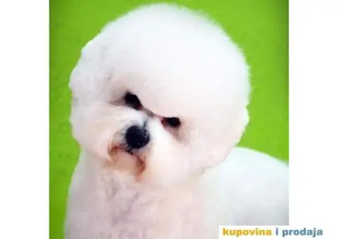 Vrhunski mužjak kovrdžavog bišona slobodan za parenje - 1/4