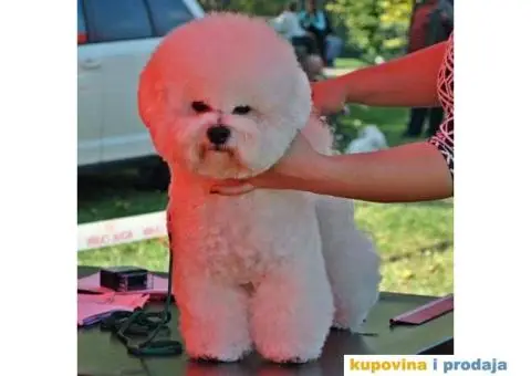 Vrhunski mužjak kovrdžavog bišona slobodan za parenje - 2/4