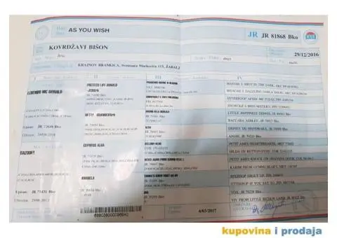 Vrhunski mužjak kovrdžavog bišona slobodan za parenje - 3/4