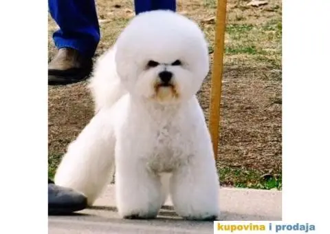 Vrhunski mužjak kovrdžavog bišona slobodan za parenje - 4/4