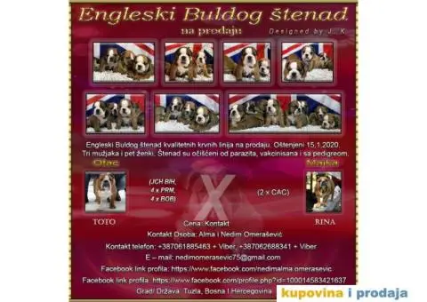 Engleski Buldog - 1/10