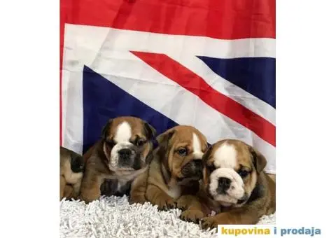 Engleski Buldog - 2/10