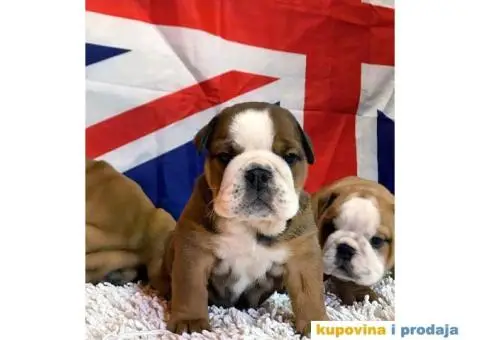 Engleski Buldog - 4/10
