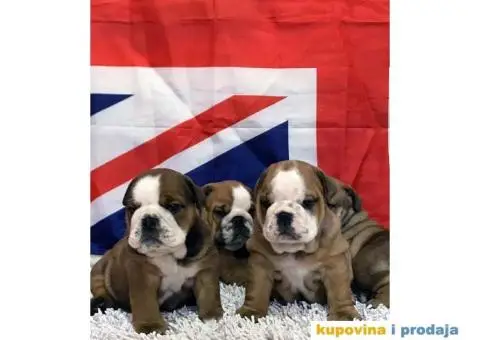 Engleski Buldog - 6/10