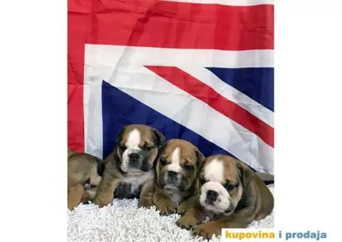 Engleski Buldog - 7/10