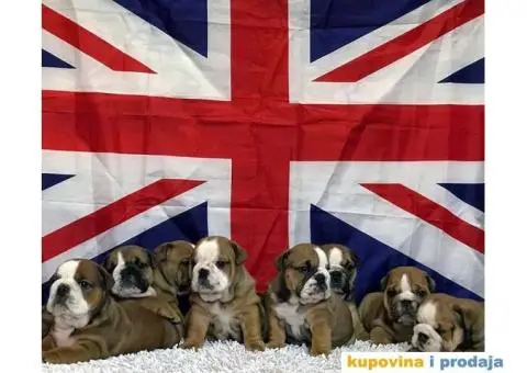 Engleski Buldog - 8/10