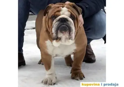 Engleski Buldog - 9/10