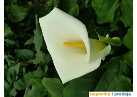 Prodaja sadnica kala - 2/3