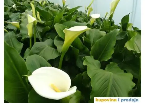 Prodaja sadnica kala - 3/3