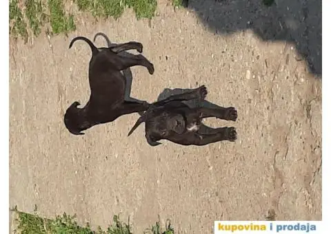 Prodajem Kane Korso - 1/5