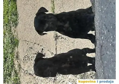 Prodajem Kane Korso - 2/5