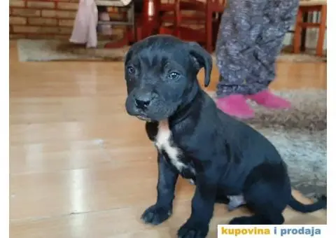 Prodajem Kane Korso - 3/5