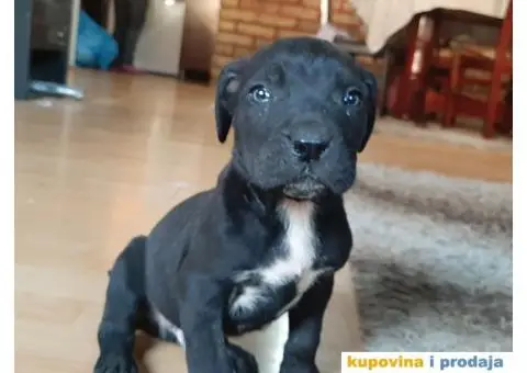 Prodajem Kane Korso - 4/5