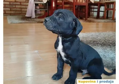 Prodajem Kane Korso - 5/5