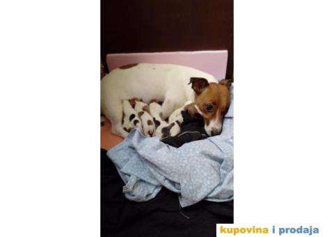 Jack Russell (Dzek rasel) štenci - 3/10